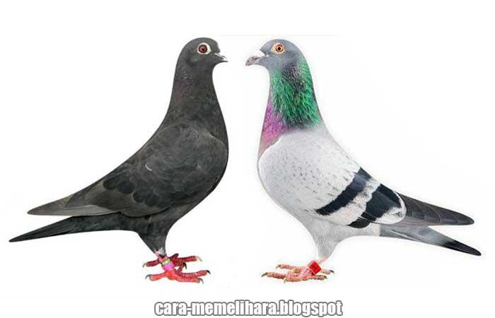 Ini Merpati Pos Atau Pos Racing