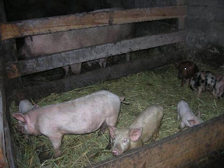 Выращивание свиней в загоне