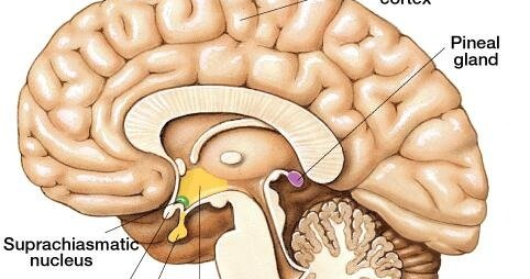 Endocrine system: ต่อมไพเนียล (Pineal gland)