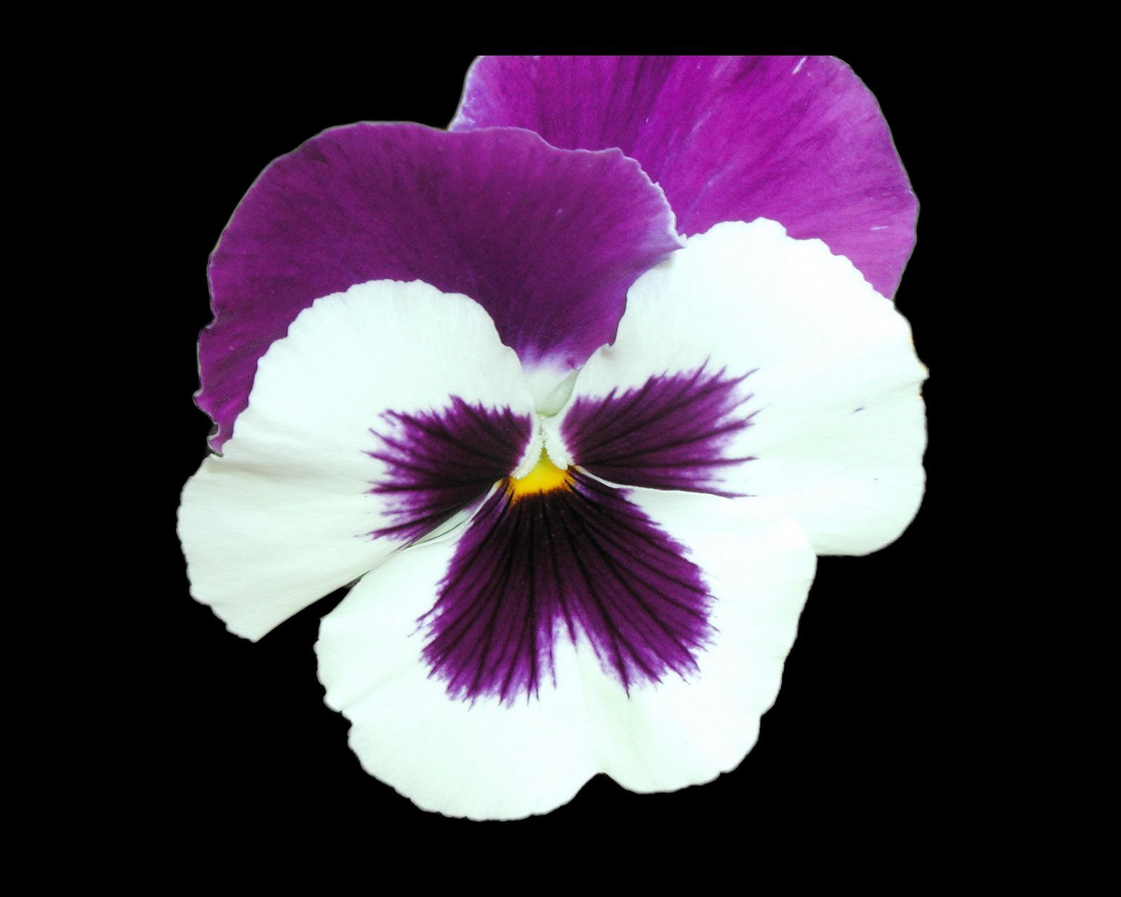 Dreams and Dragons Pansy Face