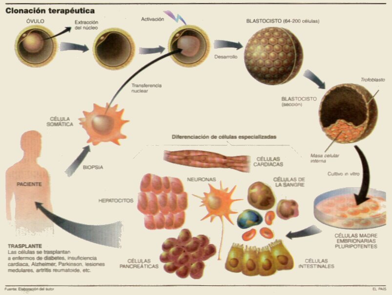 Biologia ! La clonación