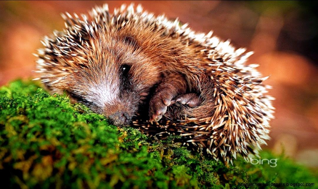 Download Bing Australia Cute amp Charming Screensaver Softpedia Download Bing Australia Cute amp Charming Screensaver Softpedia