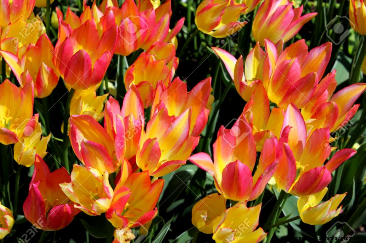 Field Of Yellow Orange Pink Tulips Stock Photo Picture And Field Of Yellow Orange Pink Tulips Stock Photo Picture And