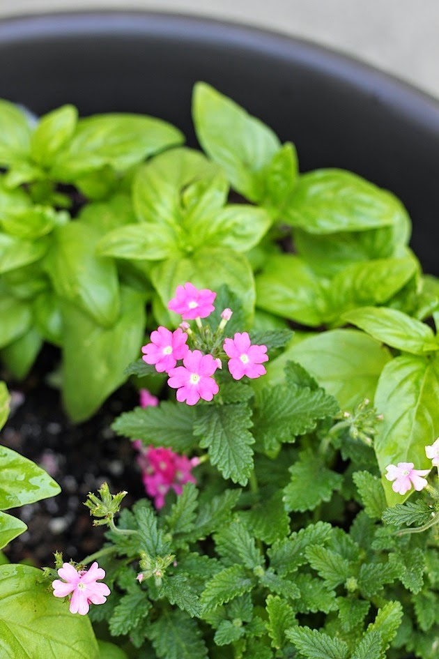 How To Plant Your First Herb Garden | Savor Home