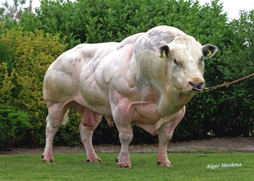 Cow on steroids