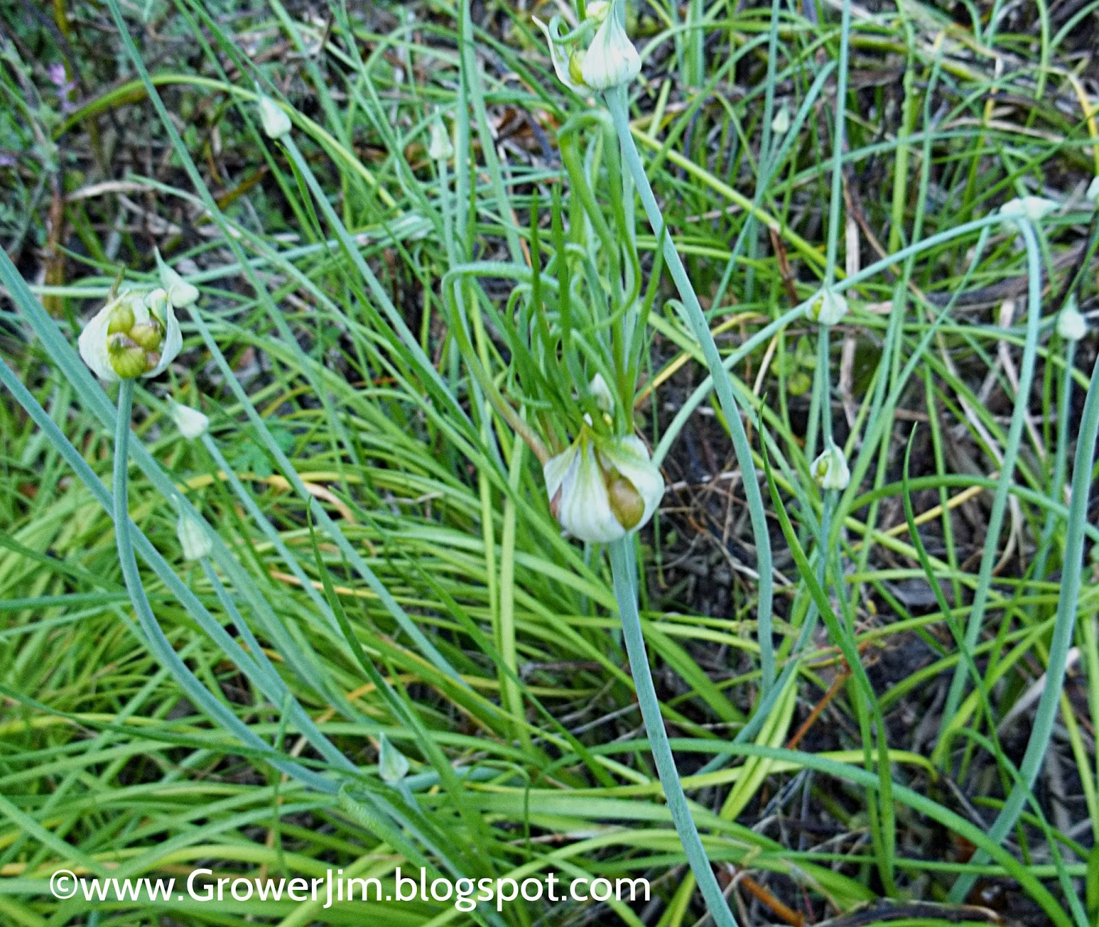 Garden Adventures Allium canadense (wild onion)