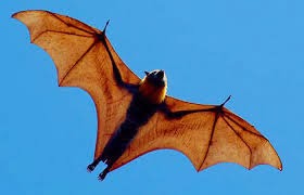 zorro volador: murciélago endémico de filipinas tiene excelentes sentidos de la vista y el olfato