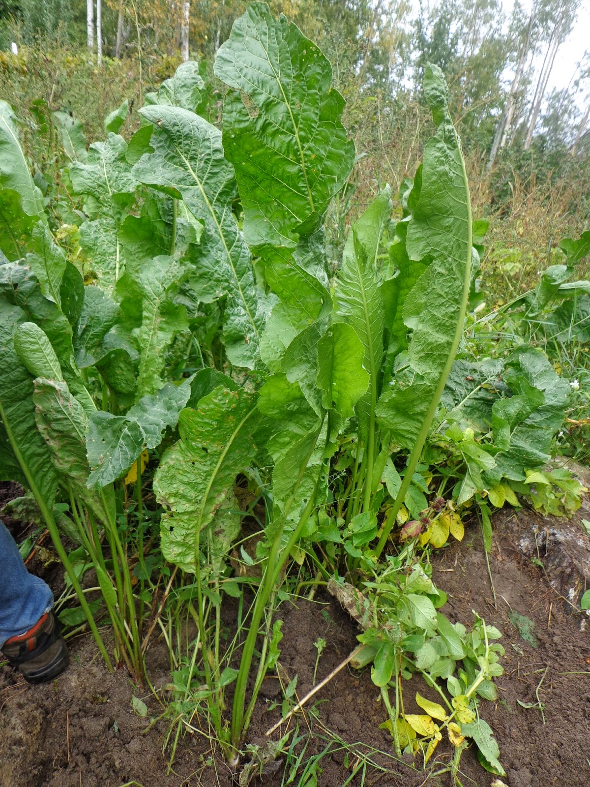 Proverbs 31 Living Harvesting and Using Horseradish