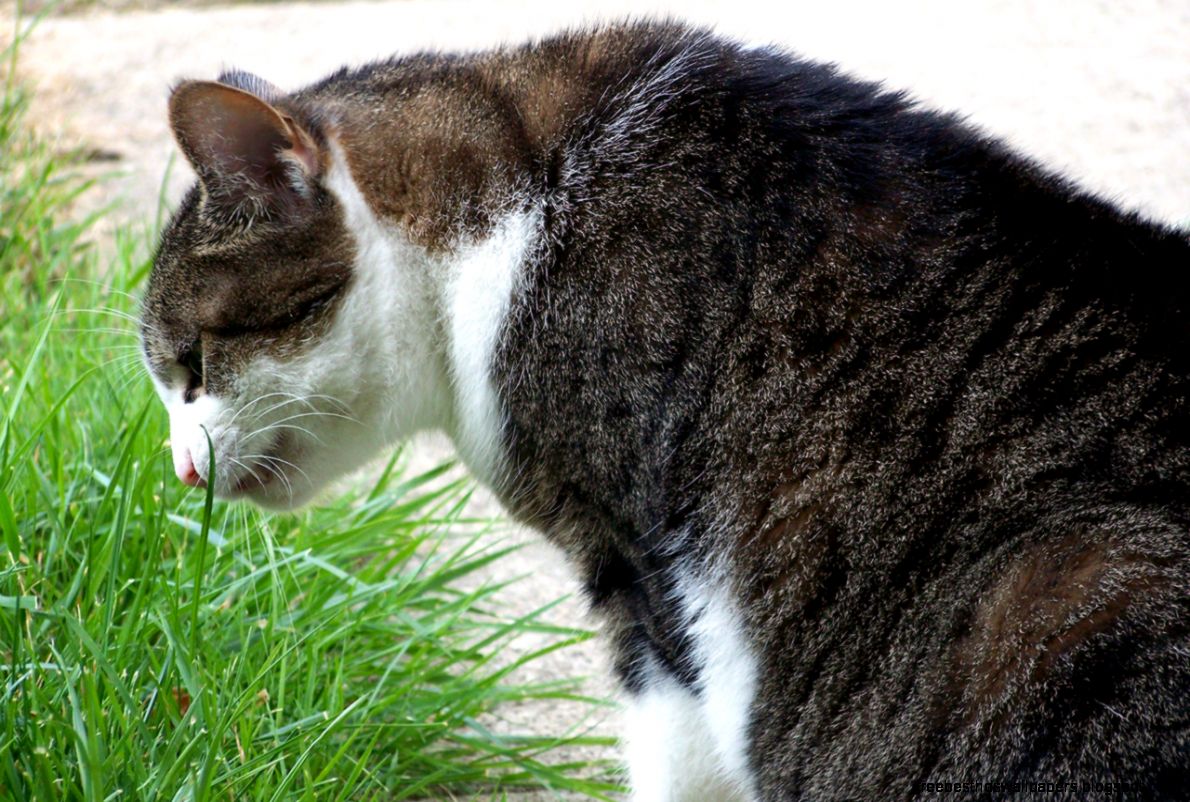Cat Eating Grass Free Stock Photo HD Public Domain Pictures Cat Eating Grass Free Stock Photo HD Public Domain Pictures