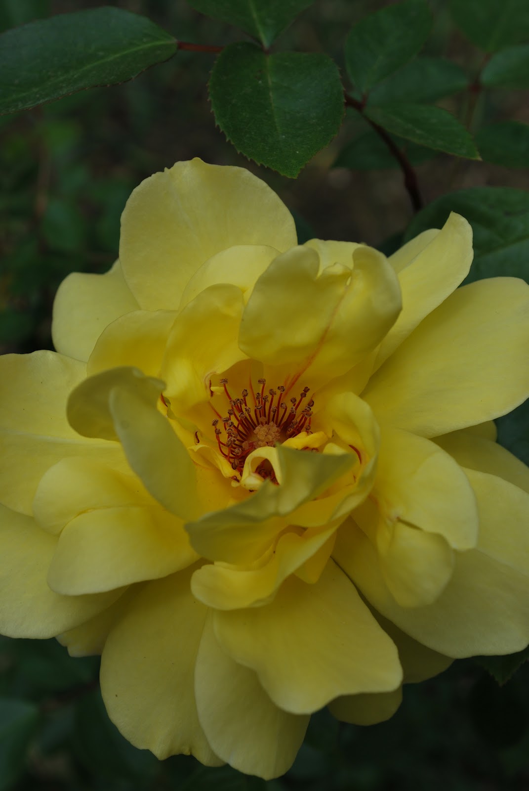 Garden Bytes From The Big Apple Real Lilacs