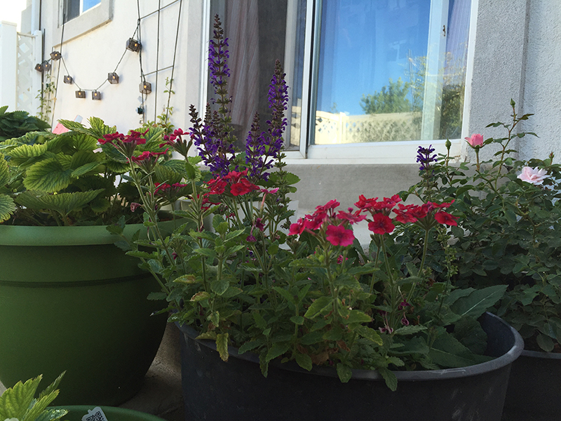 How To Grow Salvia THE JOY BLOG