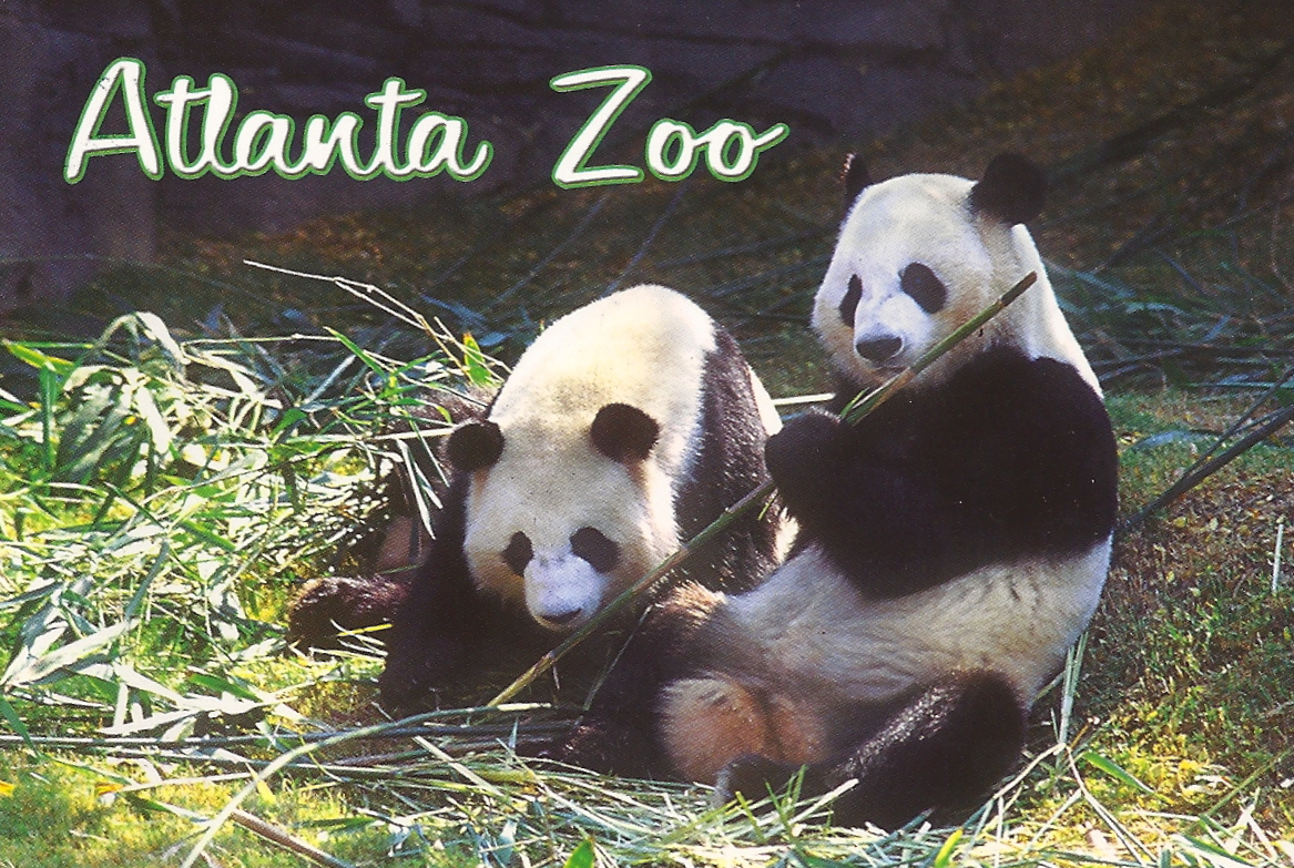 My Favorite Animal Postcards Panda Bears at the Atlanta Zoo,