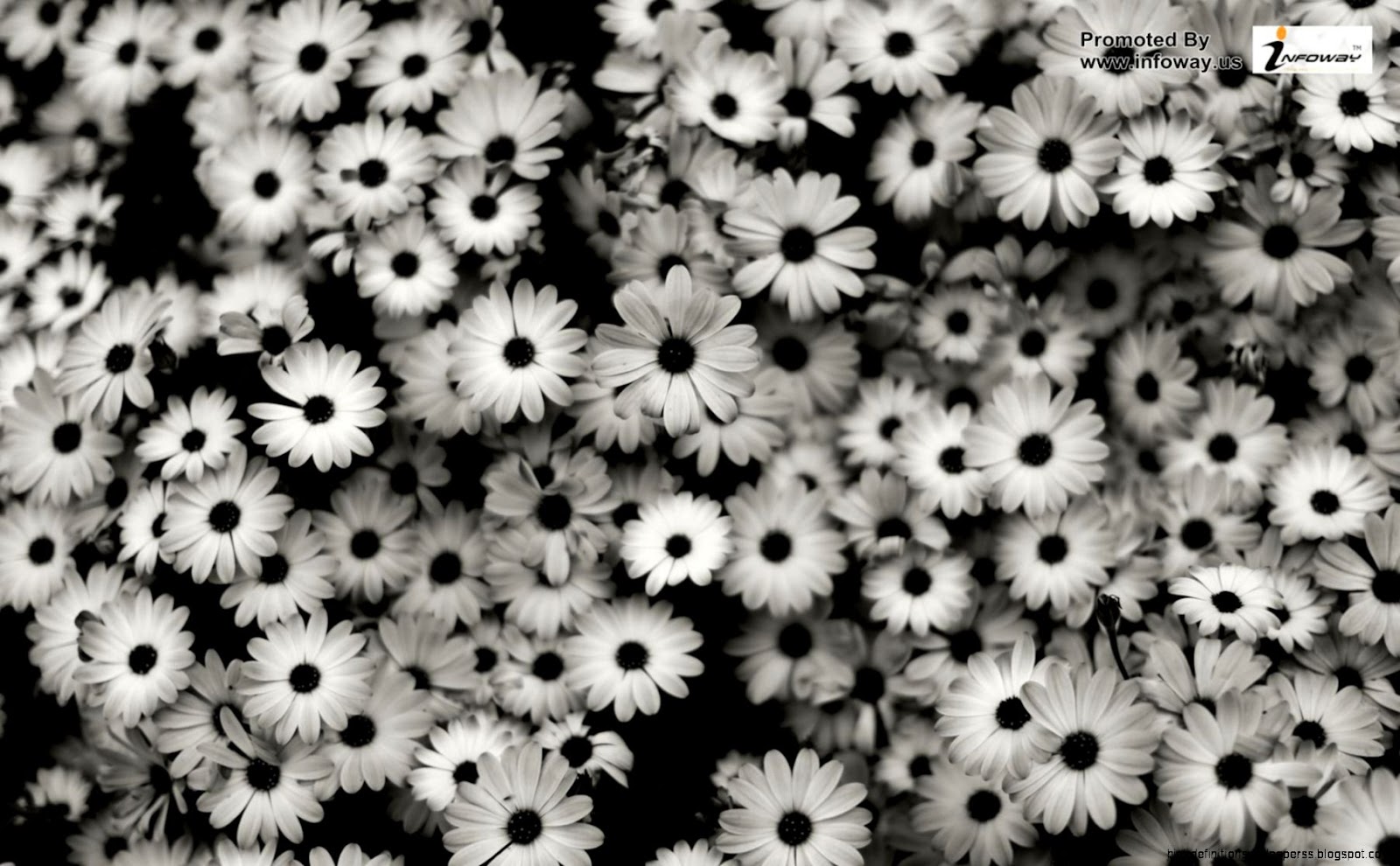 Black and White Daisies Tumblr Black and White Daisies Tumblr