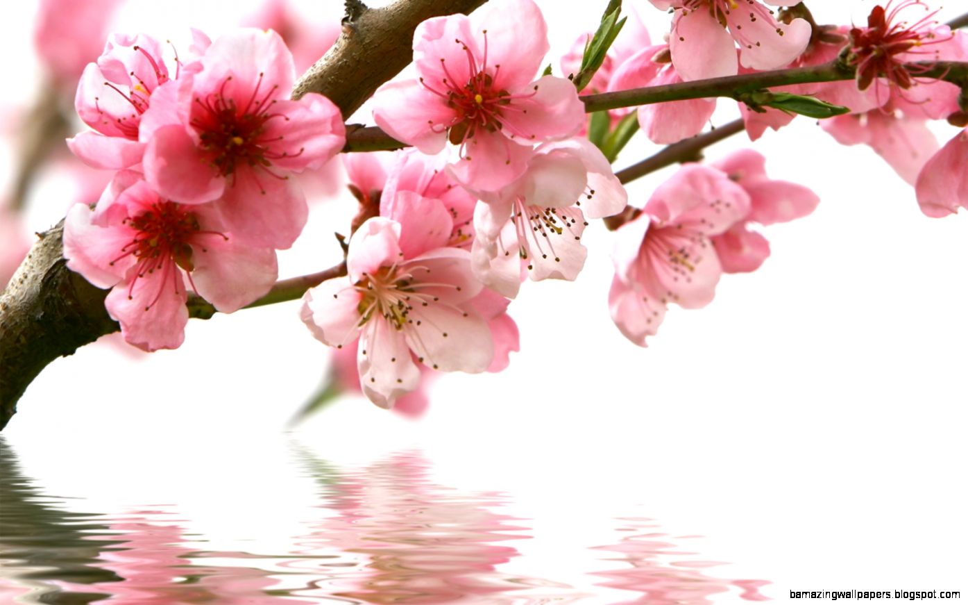 Beautiful Pink Spring Flowers Images  Flower Meanings Pictures Beautiful Pink Spring Flowers Images  Flower Meanings Pictures