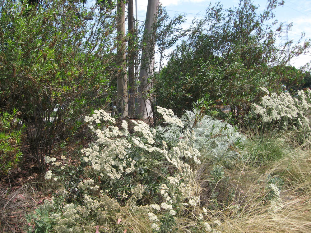 Mother Nature's Backyard A Waterwise Garden Plant of the Month (August) St. Catherine’s