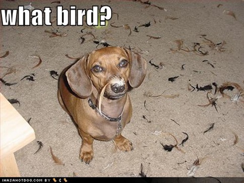 Very Funny Dogs | CoolFunnyBlog
