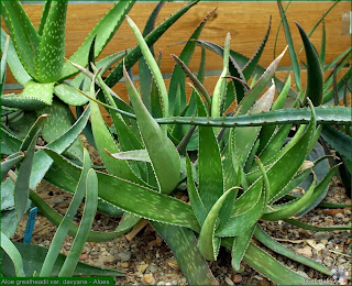 Aloe greatheadii var. davyana - Aloes