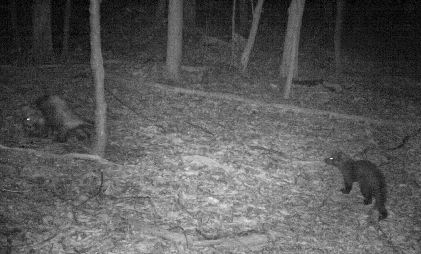 pahistorybooks PA Wildlife Fishers