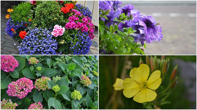 [Image: sac-hoa-mua-he-chau-au-5.jpg]