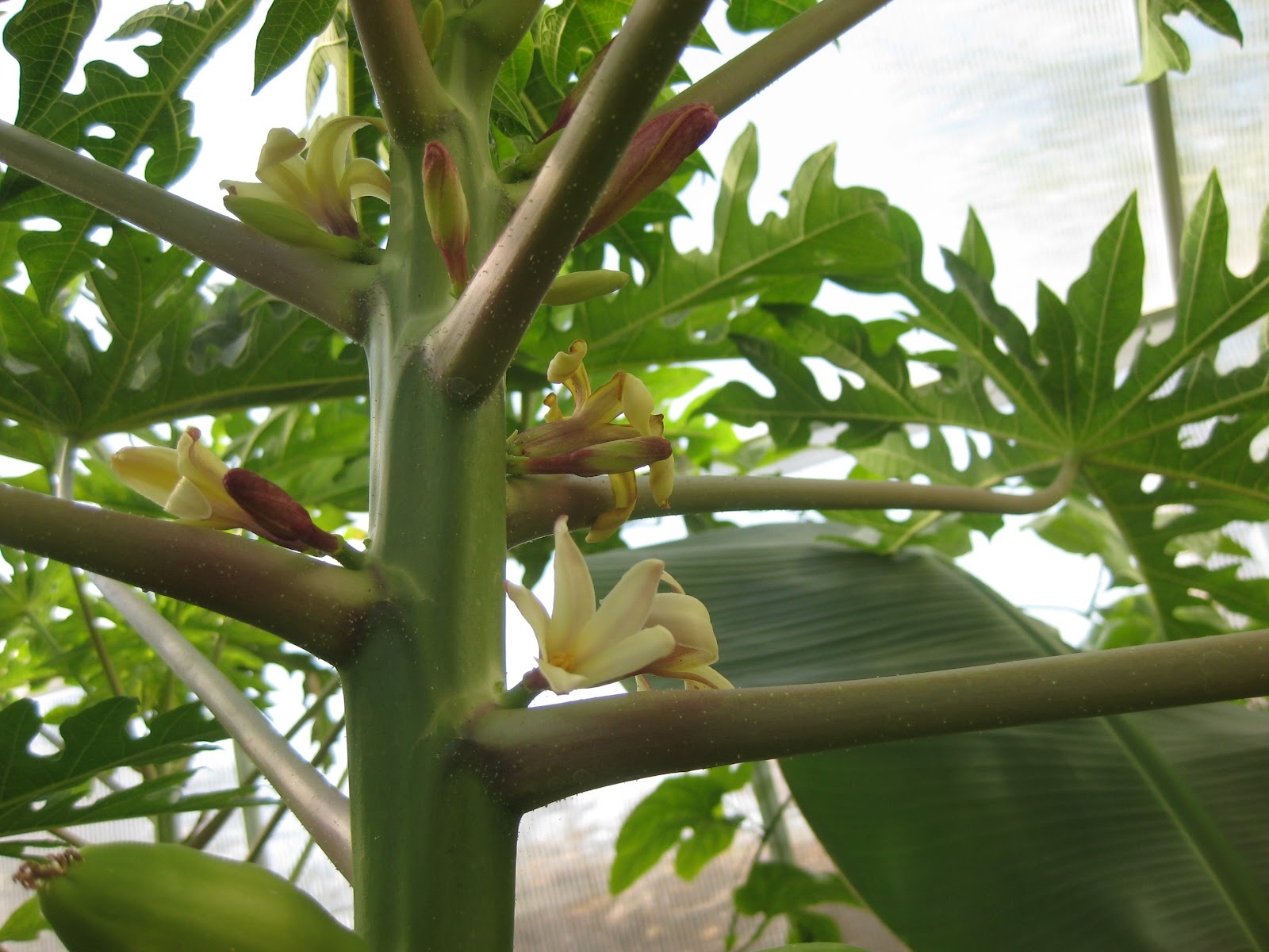Edible Tropicals Fruiting Papaya Trees