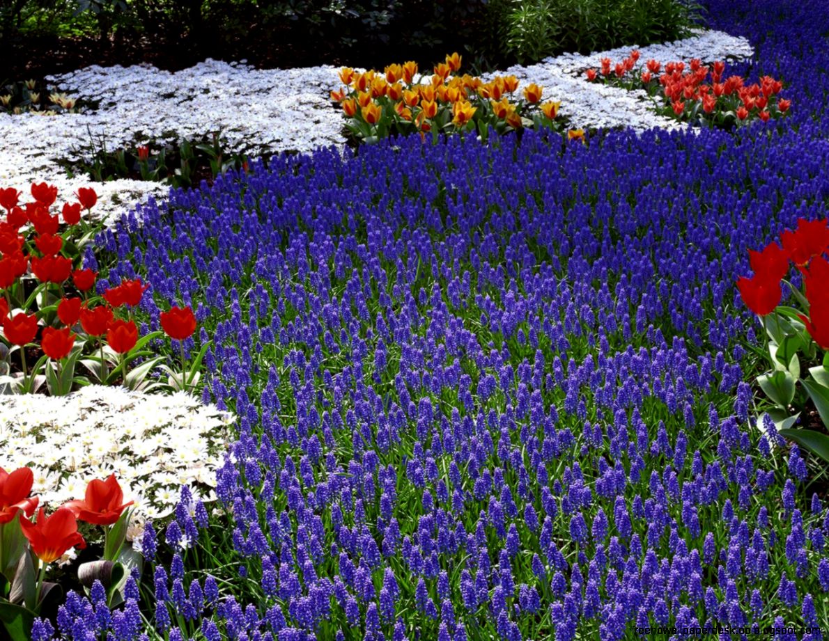 Flowers Colourful Flowers Blue White Tulips Nature Red Beauty Flowers Colourful Flowers Blue White Tulips Nature Red Beauty
