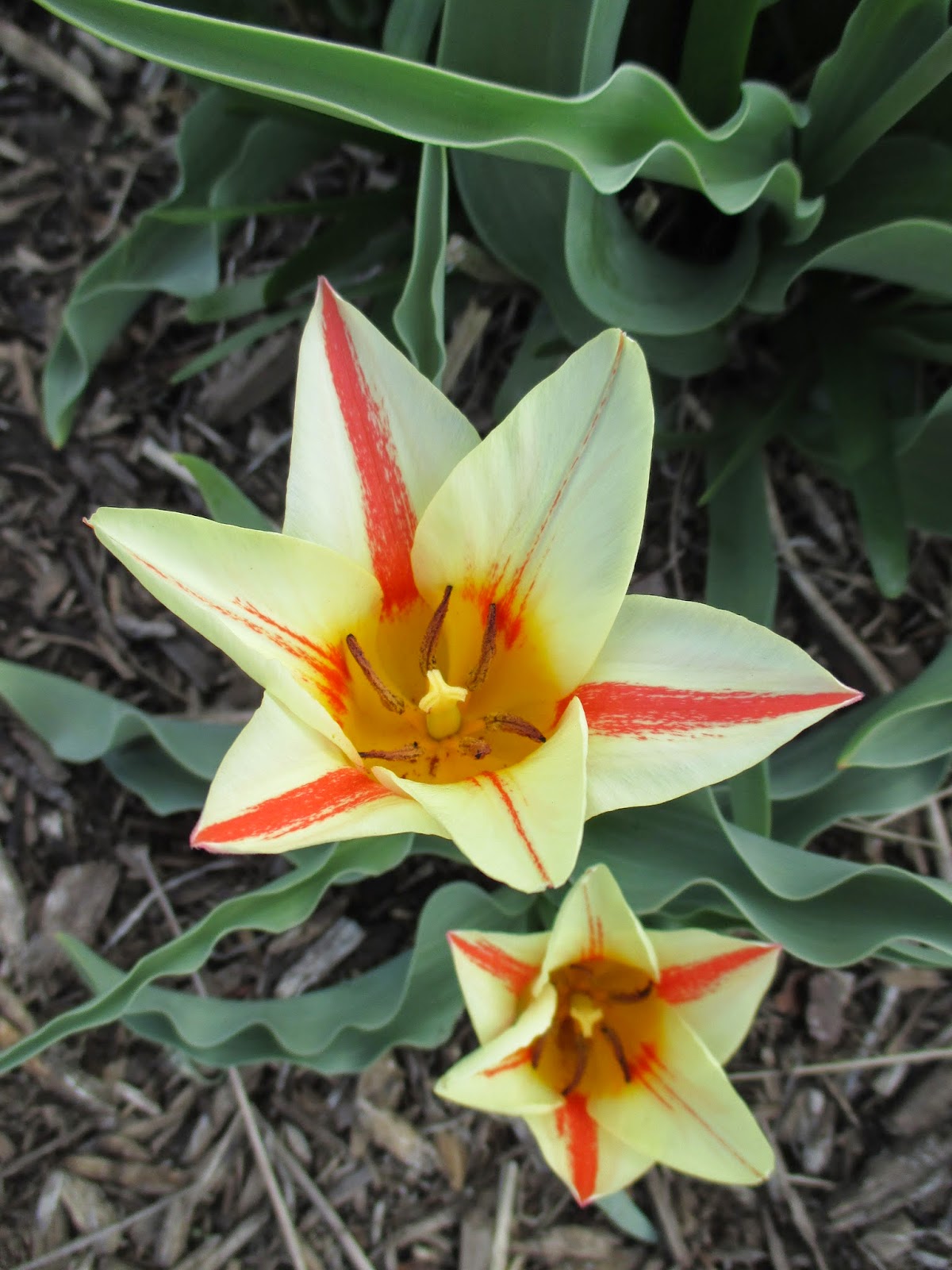 Healing Homeopathy Filipendula Ulmaria