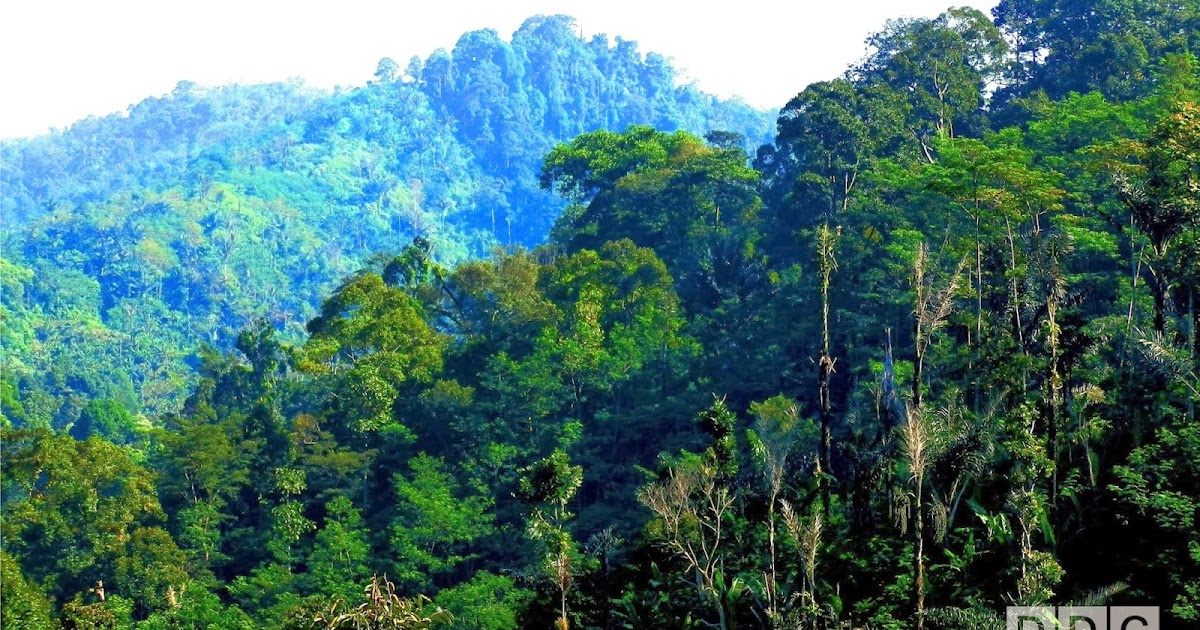 Hutan yang berhasil dipulihkan melalui program konservasi