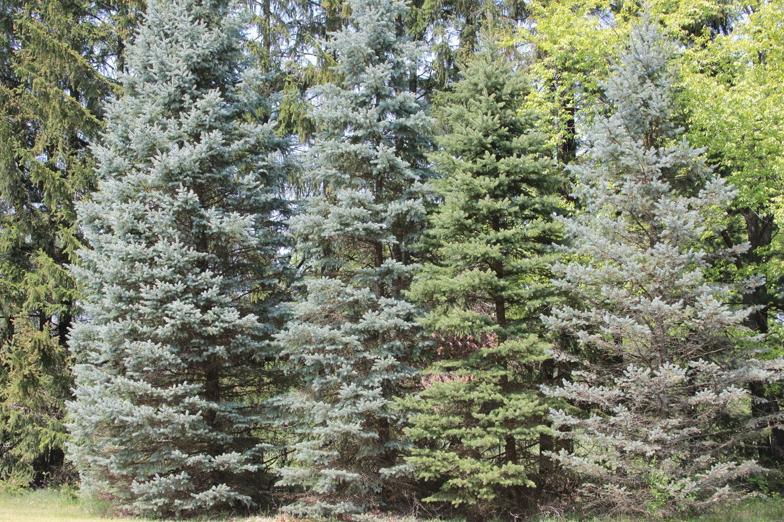 pollen-producing-trees.jpg