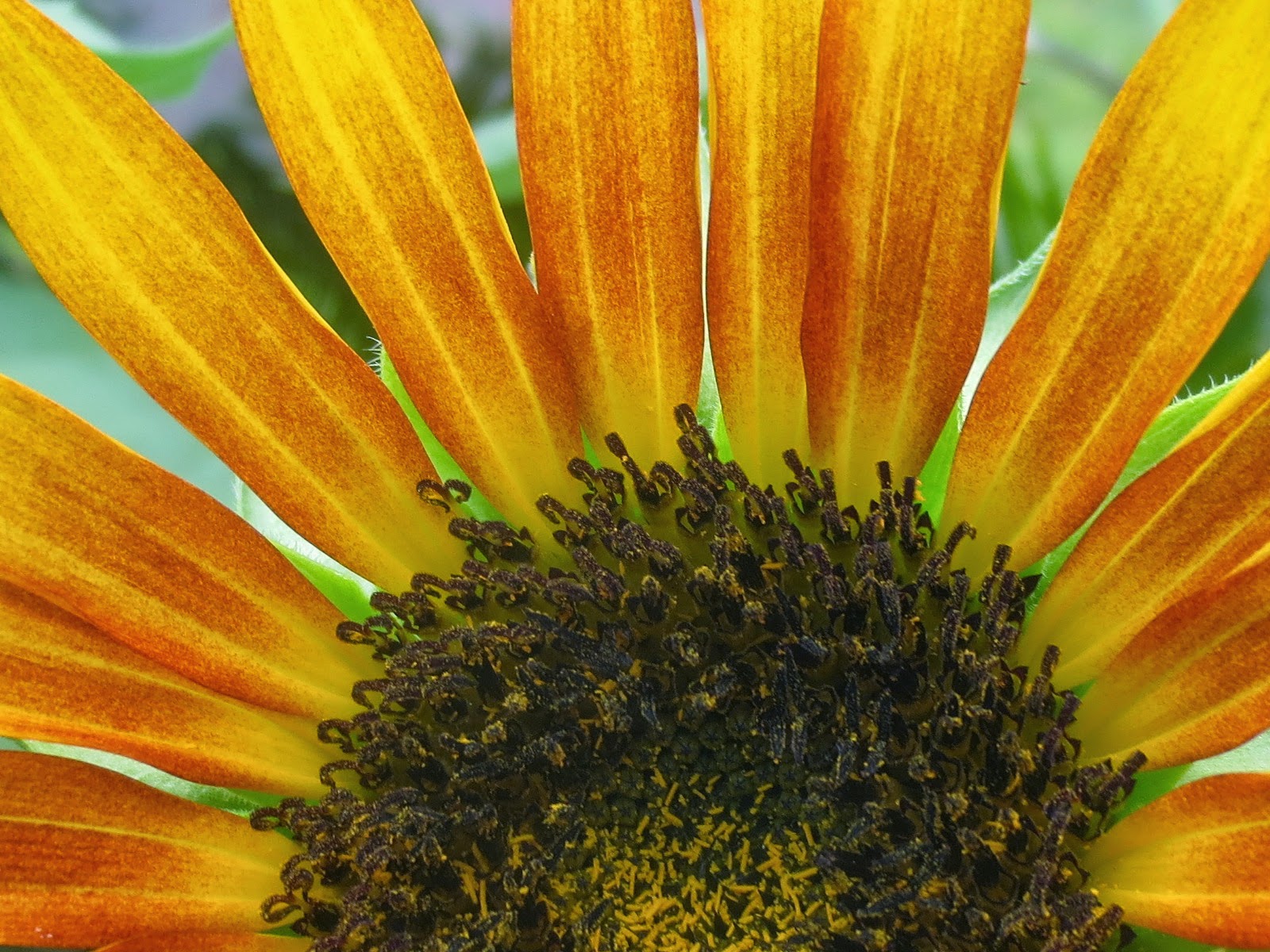 Tropical Texana JULY GBBD IT'S SUNFLOWER TIME!