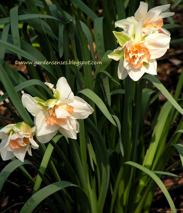 Garden Sense Daffodils and Daylilies Make a Great Pair