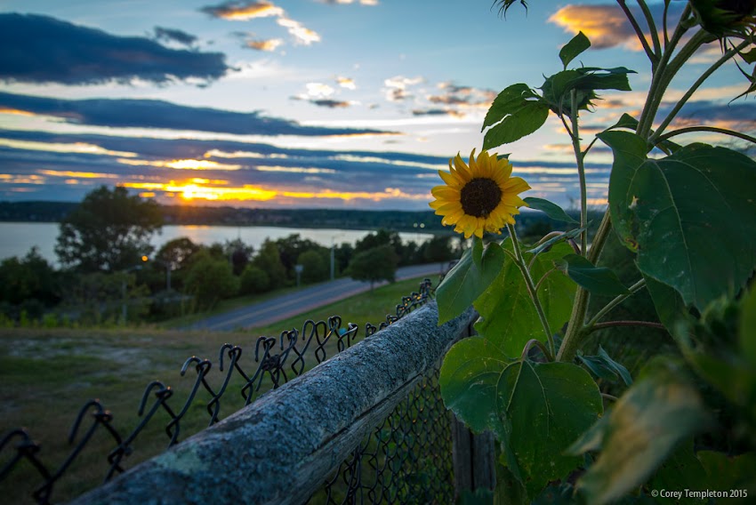 August 7, 2015 North Street Community Garden on Munjoy Hill with sunset and sunflower photo by Corey Templeton.