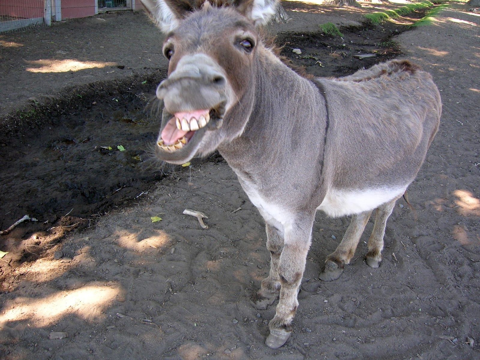 donkey-2.jpg