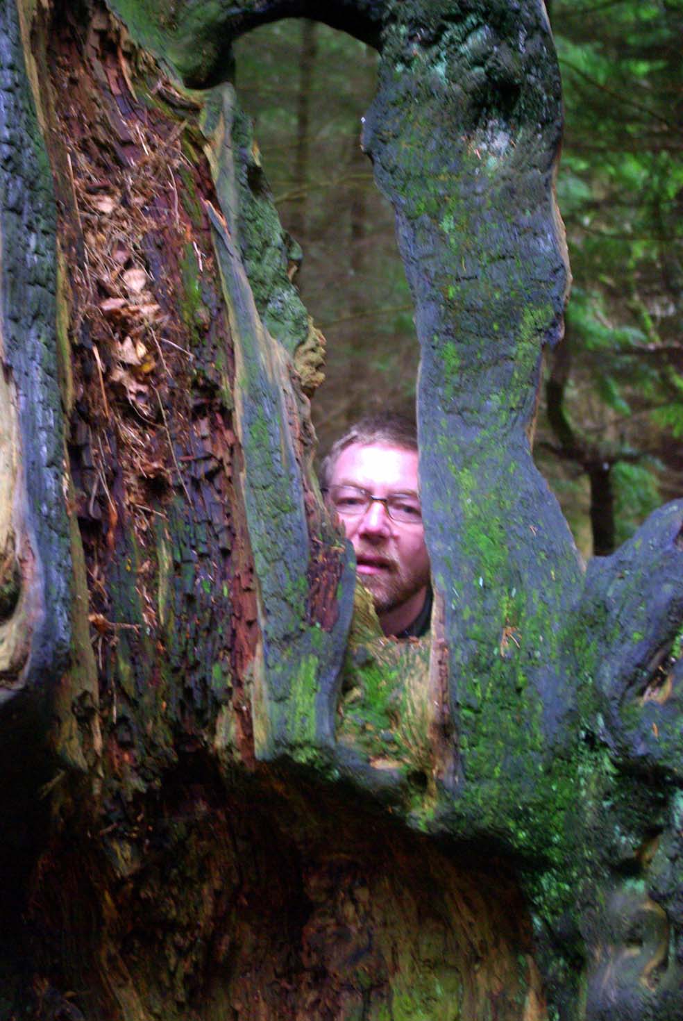 Out & About Shinning Cliff Woods & The Betty Kenny Tree