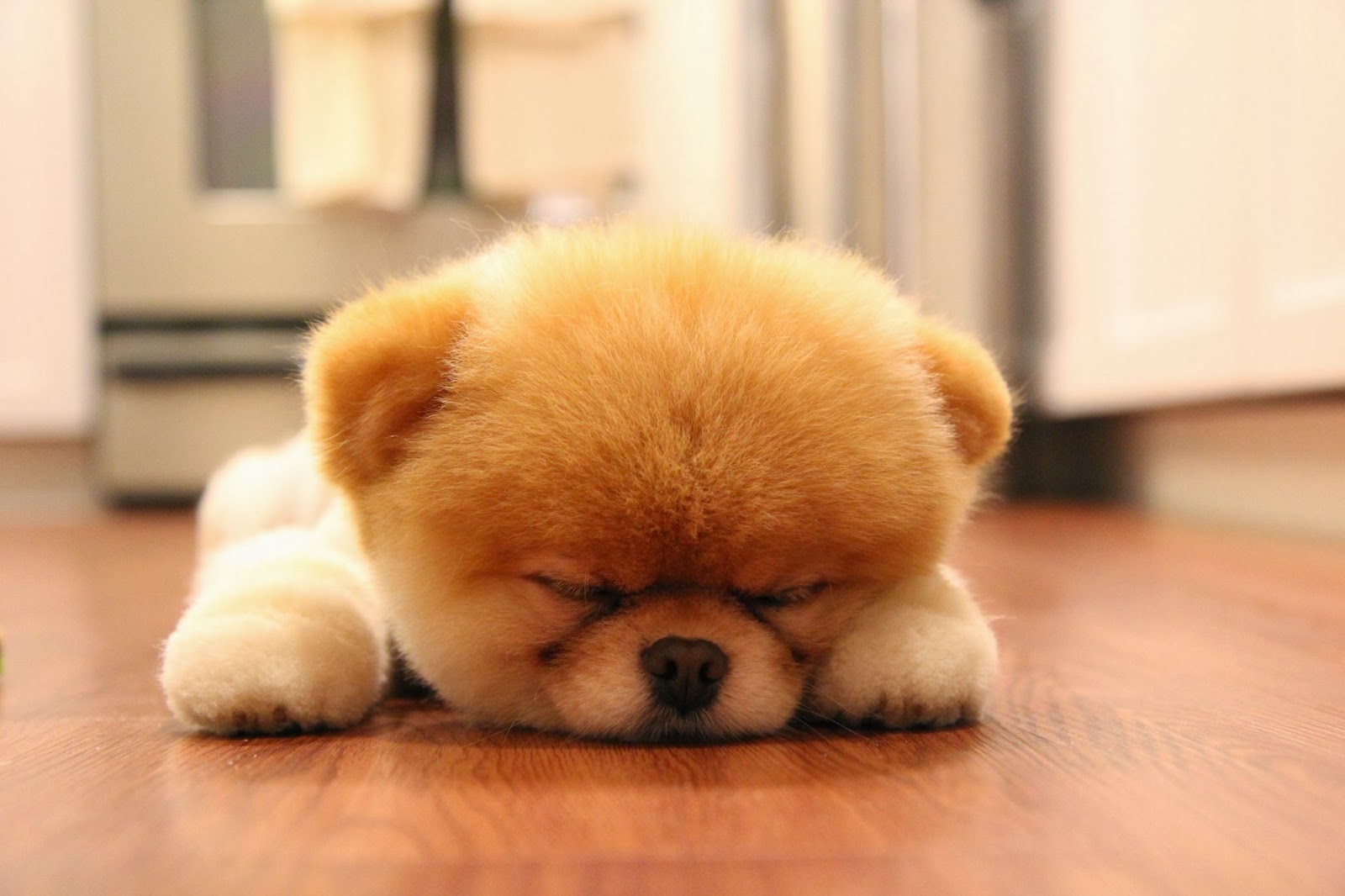 Wallpaper Anjing Lucu | Deloiz Wallpaper