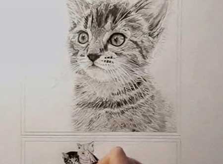 Kitten drawing
