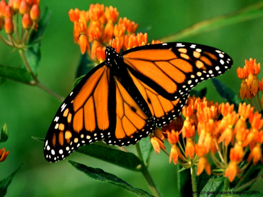 Images Of Orange Butterflies