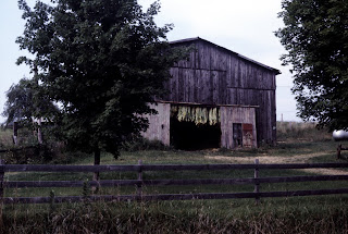 Tobacco drying