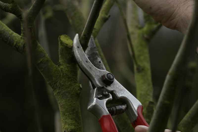 HOW TO PRUNE AN APPLE TREE The Garden of Eaden