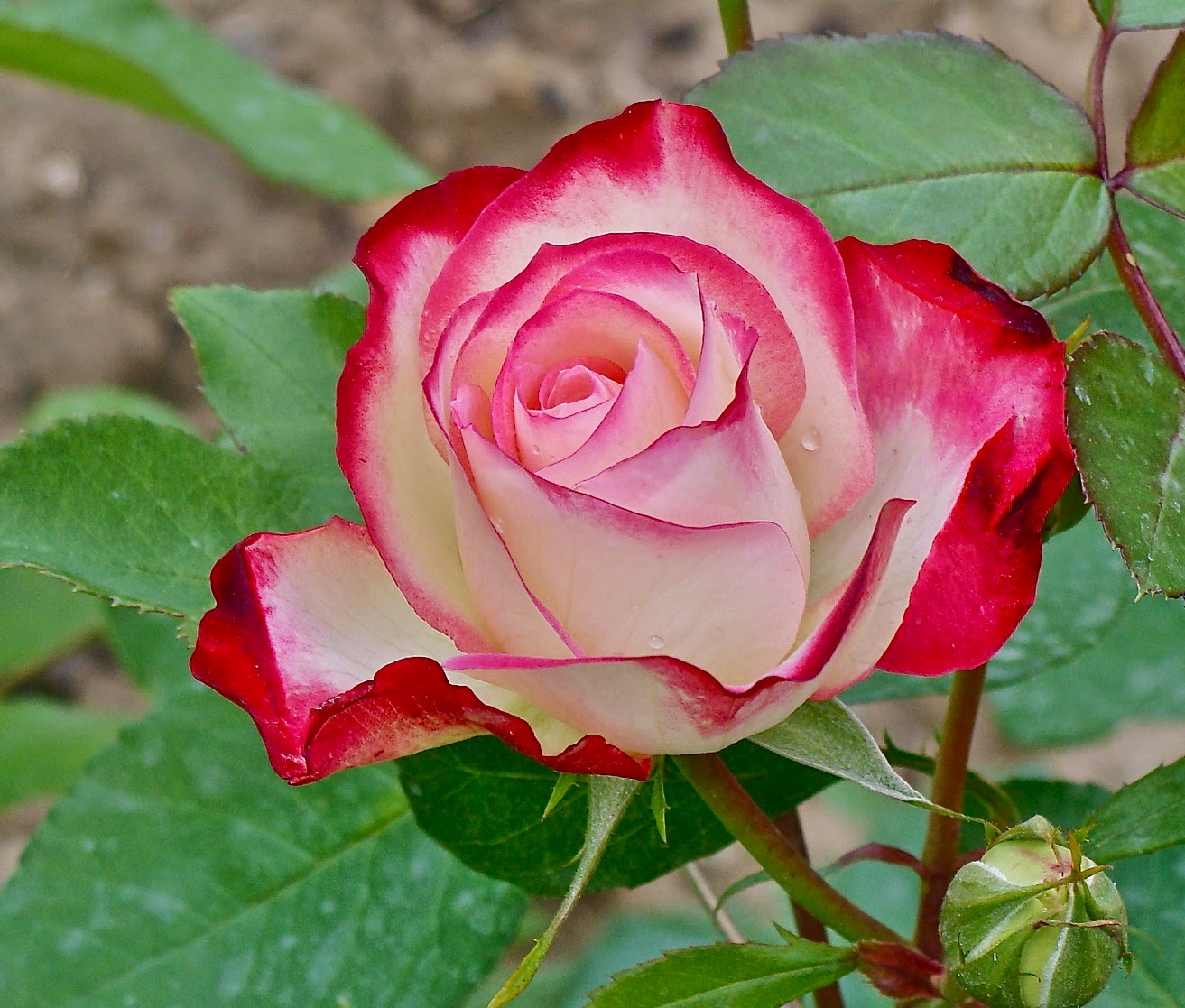 How to Cultivate Rose