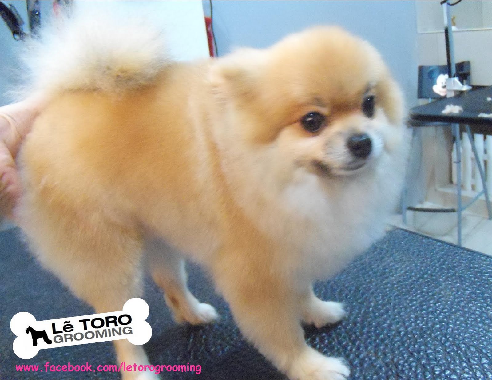 types of pomeranian haircuts the gallery for gt fox cut pomeranian types of pomeranian haircuts the gallery for gt fox cut pomeranian