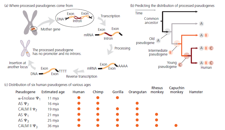 Strong evidence in support of the common ancestor of all life comes from picture