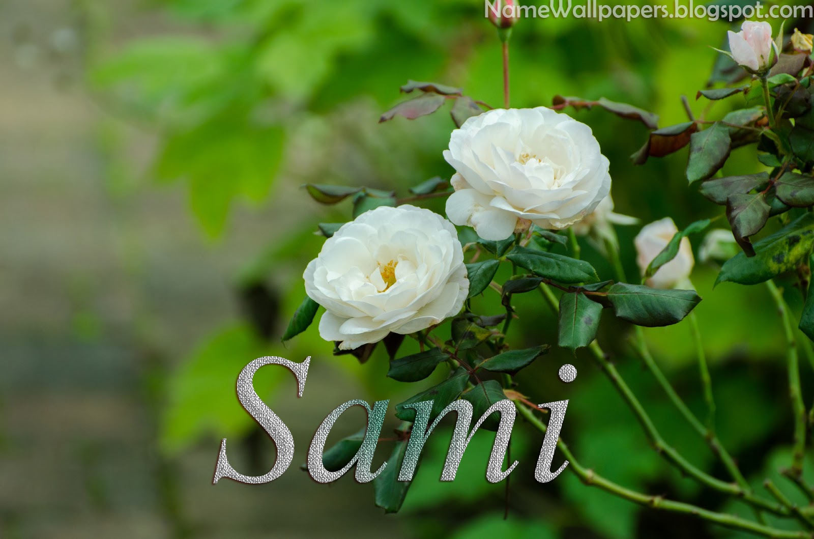 Sami Name Wallpapers Sami Name Wallpaper Urdu Name Meaning Name