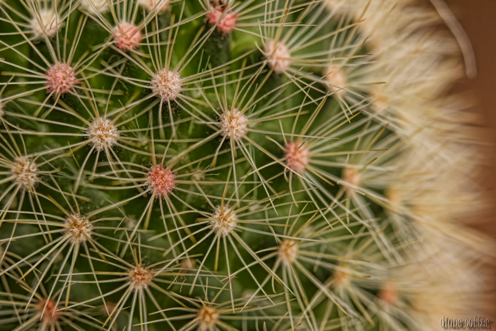 aug's blog Straw Flower Cactus