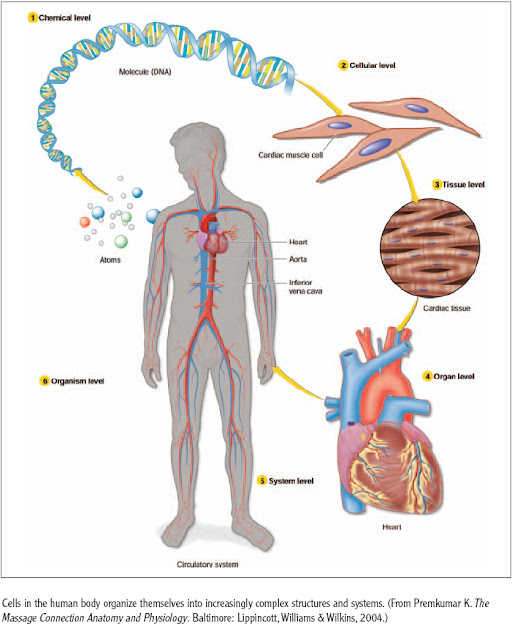 structural organisation of the body from lowest to highest