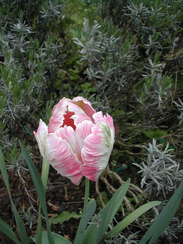 La Pouyette April Post By Invitation Only