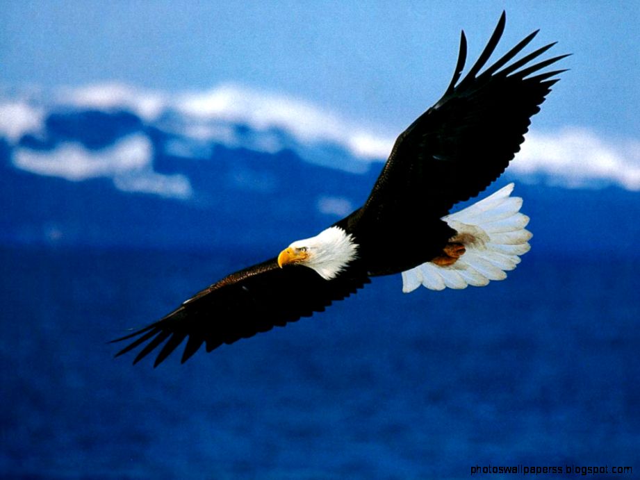 Bald Eagle Wallpaper