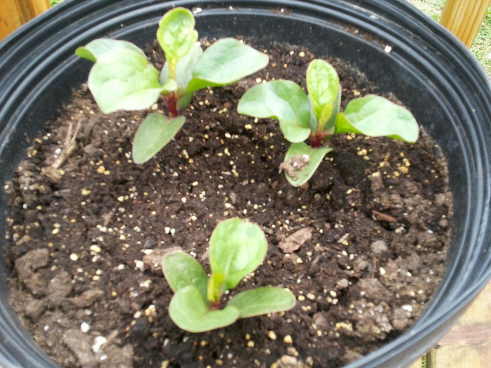 Grandma Bonnie's Closet Climbing Spinach Plant