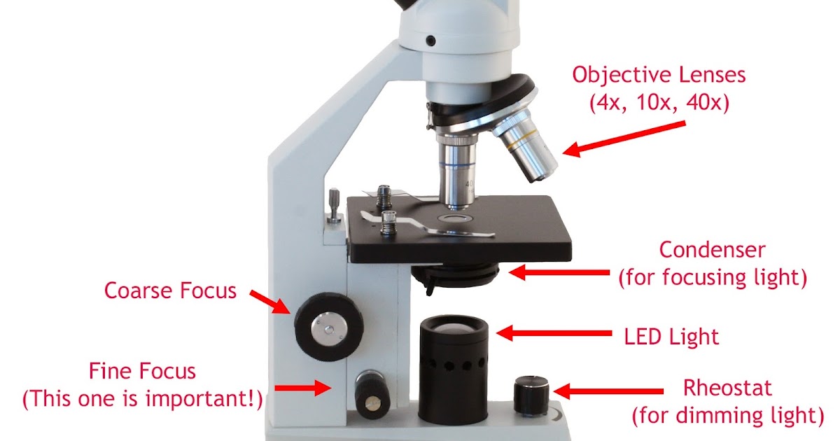 Microscope World Blog What is a Compound Microscope?