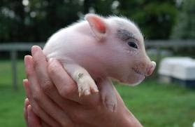 Micro Pig Information