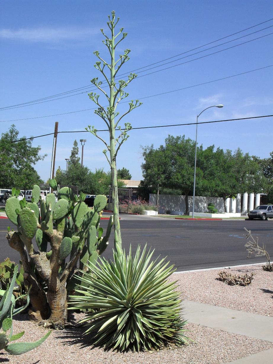 The News From Here Yucca Stalk 2012